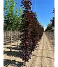 Säulen Blutahorn | Acer platanoides 'Crimson Sentry'
