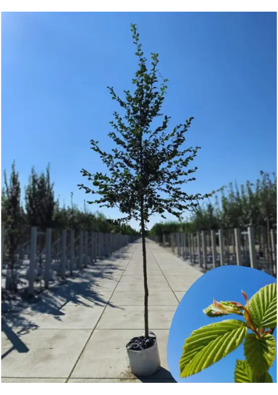 Hainbuche Baum | Carpinus betulus