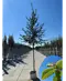 Hainbuche Baum | Carpinus betulus