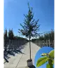 Hainbuche Baum | Carpinus betulus
