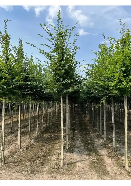Hainbuche Baum | Carpinus betulus