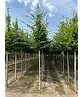 Hainbuche Baum | Carpinus betulus