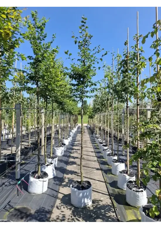 Hainbuche Baum | Carpinus betulus