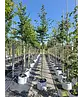 Hainbuche Baum | Carpinus betulus