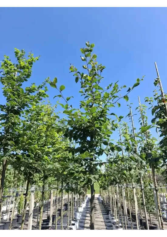 Hainbuche Baum | Carpinus betulus