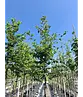 Hainbuche Baum | Carpinus betulus