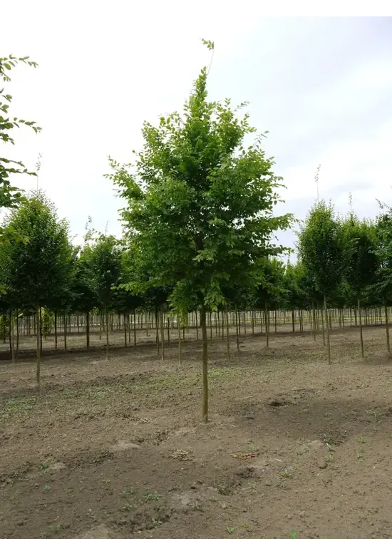 Hainbuche Baum | Carpinus betulus