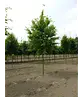 Hainbuche Baum | Carpinus betulus