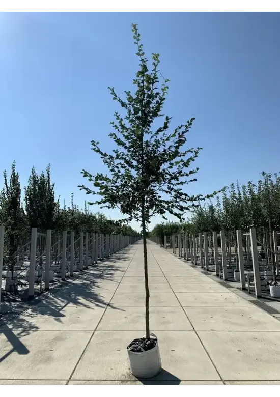 Hainbuche Baum | Carpinus betulus
