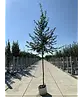 Hainbuche Baum | Carpinus betulus