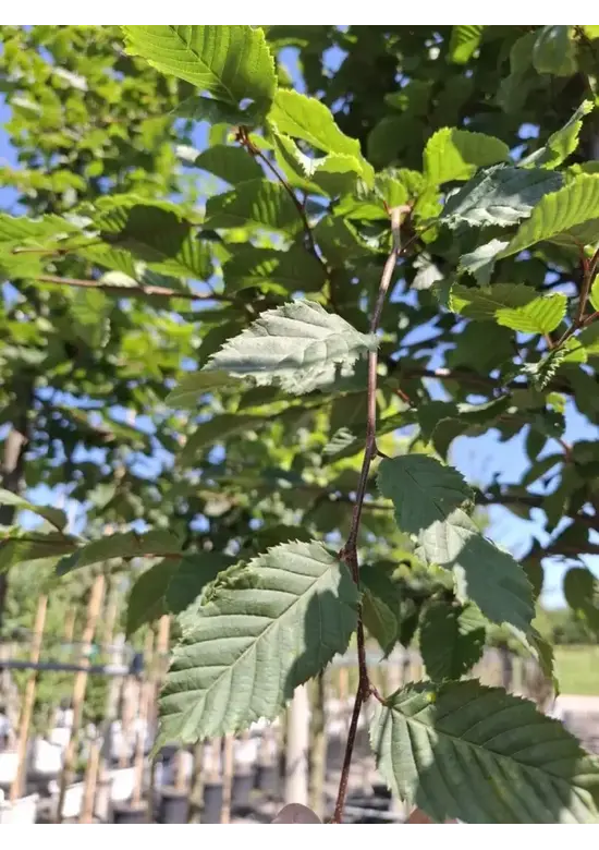 Hainbuche Baum | Carpinus betulus