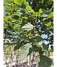Hainbuche Baum | Carpinus betulus