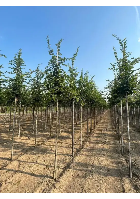 Hainbuche Baum | Carpinus betulus