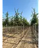 Hainbuche Baum | Carpinus betulus