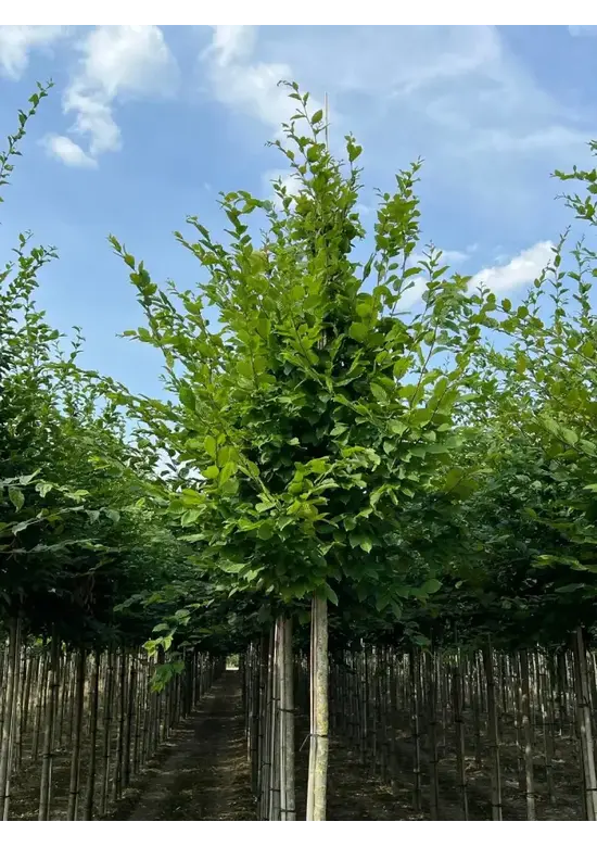 Hainbuche Baum | Carpinus betulus
