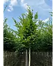 Hainbuche Baum | Carpinus betulus