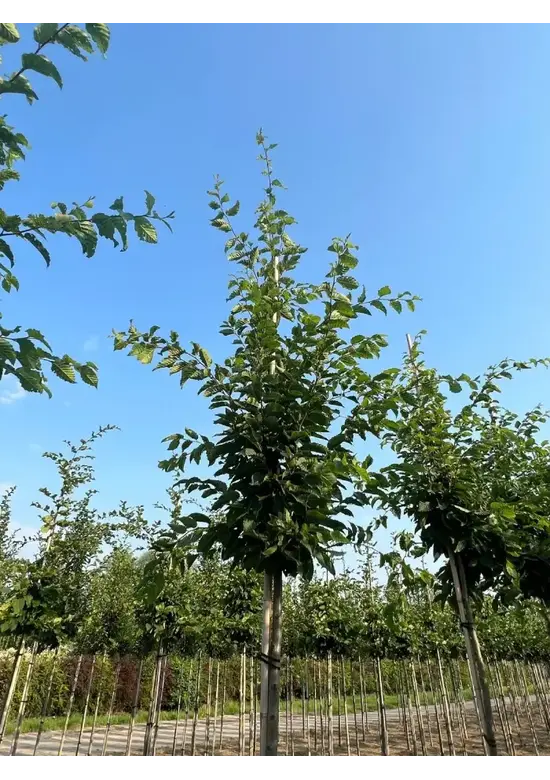 Hainbuche Baum | Carpinus betulus