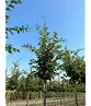 Hainbuche Baum | Carpinus betulus