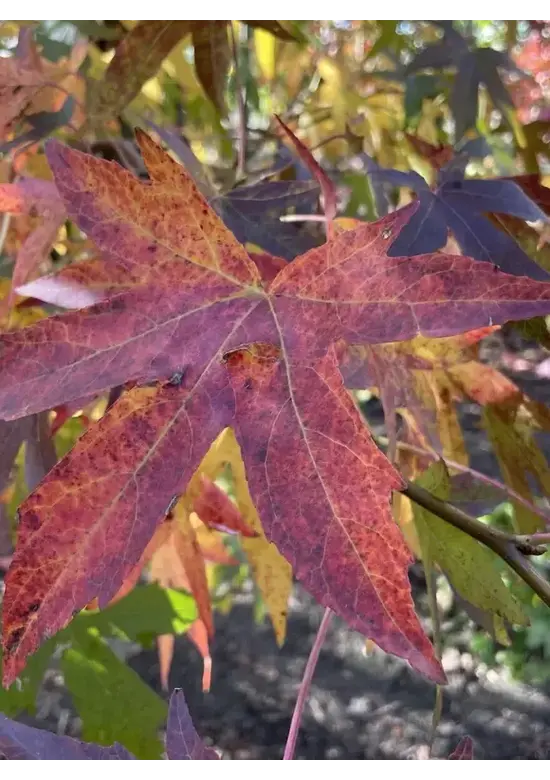 Amberbaum 'Worplesdon' | Liquidambar styraciflua 'Worplesdon'