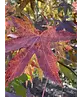 Amberbaum 'Worplesdon' | Liquidambar styraciflua 'Worplesdon'