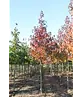 Amberbaum 'Worplesdon' | Liquidambar styraciflua 'Worplesdon'
