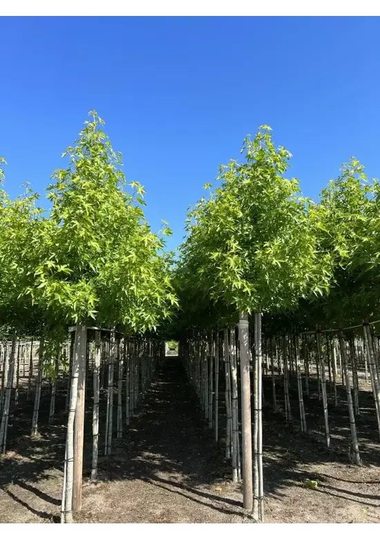 Amberbaum 'Worplesdon' | Liquidambar styraciflua 'Worplesdon'
