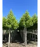 Amberbaum 'Worplesdon' | Liquidambar styraciflua 'Worplesdon'
