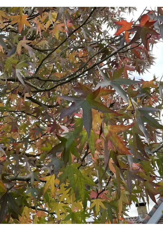 Amberbaum 'Worplesdon' | Liquidambar styraciflua 'Worplesdon'
