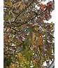 Amberbaum 'Worplesdon' | Liquidambar styraciflua 'Worplesdon'