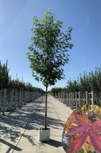 Amberbaum 'Worplesdon' | Liquidambar styraciflua 'Worplesdon'