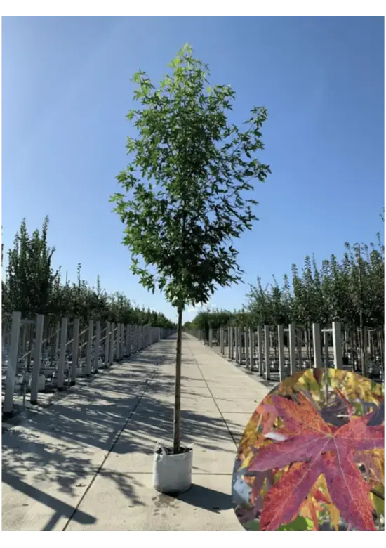 Amberbaum 'Worplesdon' | Liquidambar styraciflua 'Worplesdon'