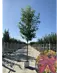 Amberbaum 'Worplesdon' | Liquidambar styraciflua 'Worplesdon'