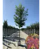 Amberbaum 'Worplesdon' | Liquidambar styraciflua 'Worplesdon'