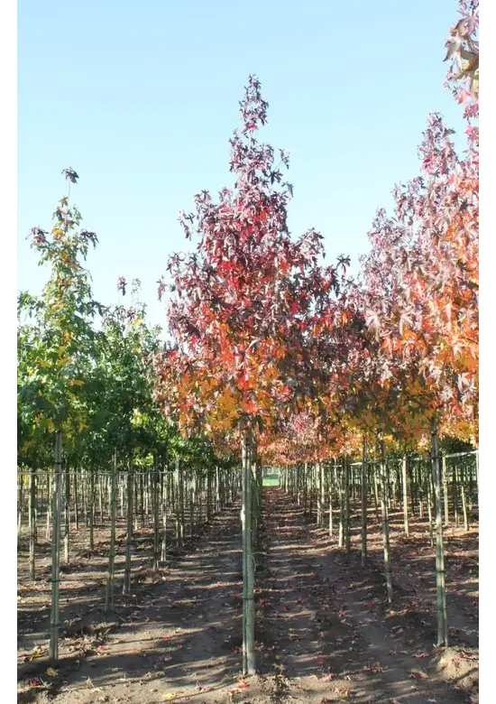 Amberbaum 'Worplesdon' | Liquidambar styraciflua 'Worplesdon'