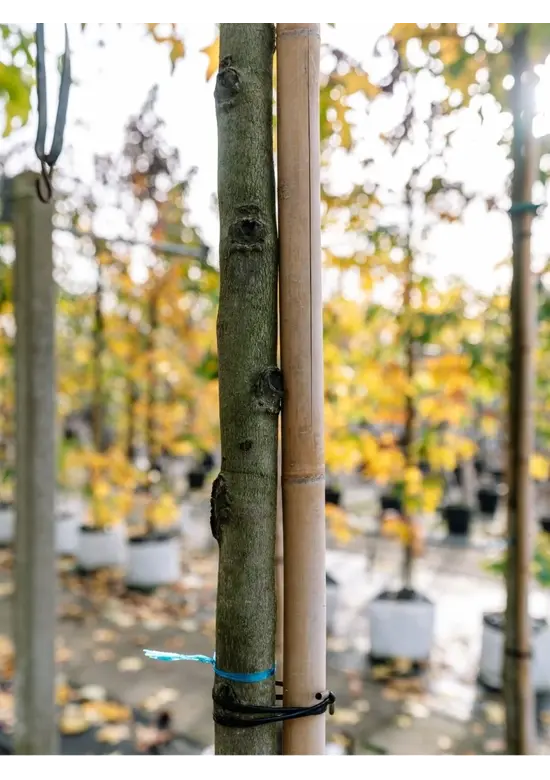 Amberbaum 'Worplesdon' | Liquidambar styraciflua 'Worplesdon'
