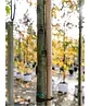 Amberbaum 'Worplesdon' | Liquidambar styraciflua 'Worplesdon'