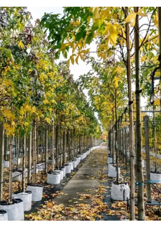 Amberbaum 'Worplesdon' | Liquidambar styraciflua 'Worplesdon'
