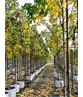 Amberbaum 'Worplesdon' | Liquidambar styraciflua 'Worplesdon'