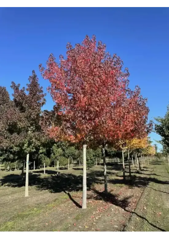 Amberbaum 'Worplesdon' | Liquidambar styraciflua 'Worplesdon'