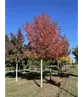 Amberbaum 'Worplesdon' | Liquidambar styraciflua 'Worplesdon'