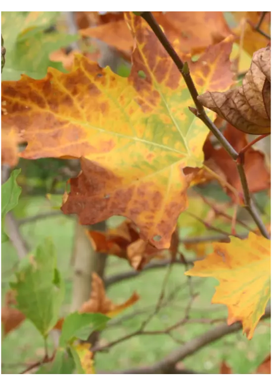 Ahornblättrige Platane | Platanus hispanica