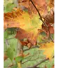 Ahornblättrige Platane | Platanus hispanica