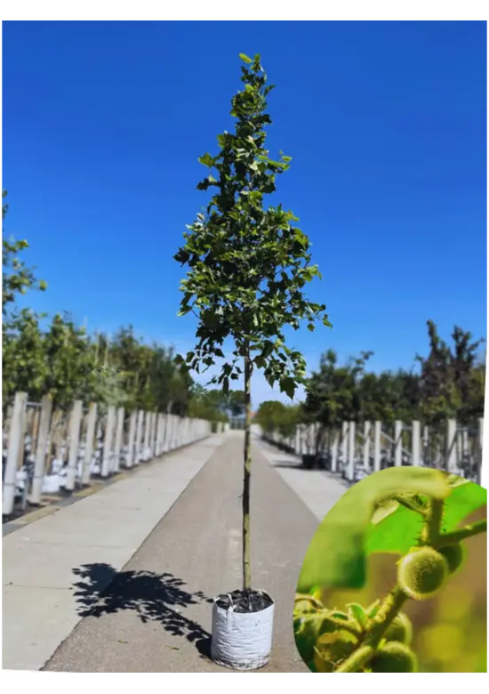 Ahornblättrige Platane | Platanus hispanica