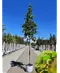 Ahornblättrige Platane | Platanus hispanica