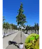 Ahornblättrige Platane | Platanus hispanica