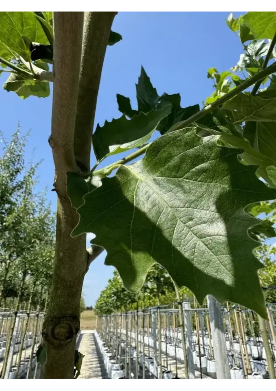 Ahornblättrige Platane | Platanus hispanica