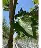 Ahornblättrige Platane | Platanus hispanica