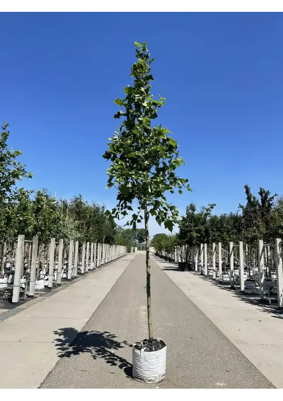 Ahornblättrige Platane | Platanus hispanica