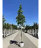 Ahornblättrige Platane | Platanus hispanica