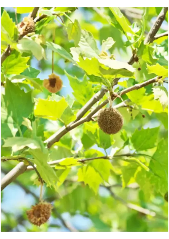 Ahornblättrige Platane | Platanus hispanica
